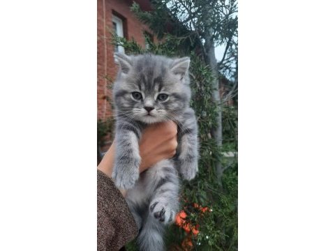 2 aylık inanılmaz sevimli oyuncu scottish fold / straight