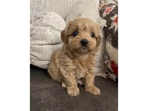A kalite maltipoo yavrularımız