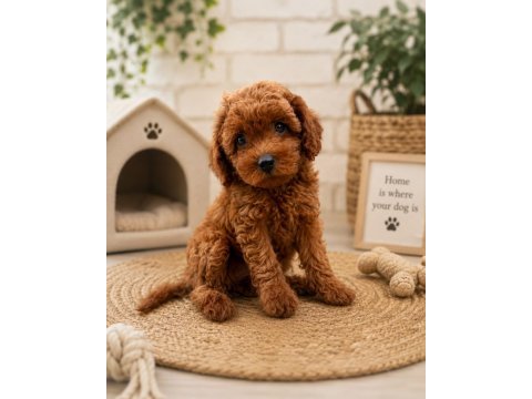 Toy poodle yavrular dişi erkek