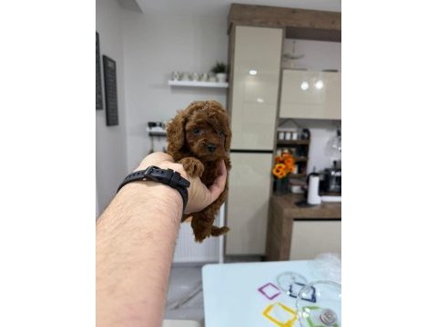 Wc eğitimli safken belgeli toy poodle yavruları