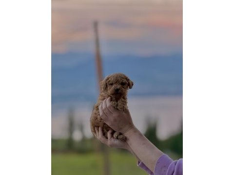 Toy poodle yavrumuz yeni yuvasına hazır