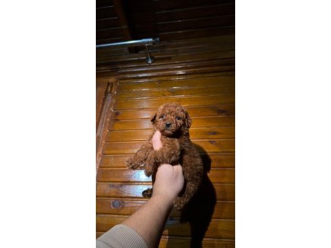 Redbrown toypoodle 