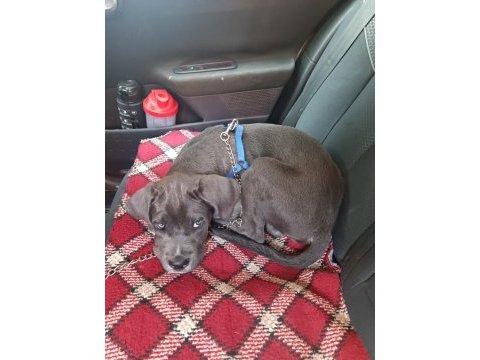 Cane corso blue 3 aylık kimlik çip çıkartıldı