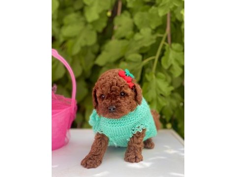 Poodle yavrular yeni yuvasını bekliyor