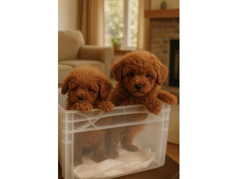 Toypoodle sevimli yavrular onaylı ruhsatlı çiftlik 