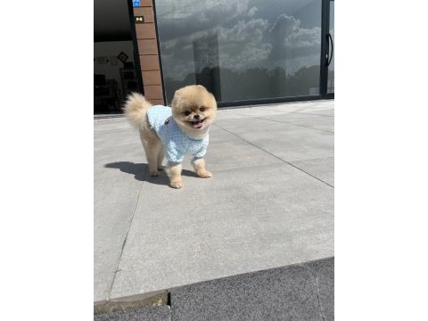 Orjinal pomeranian teddy bear en iyisini isteyenler için