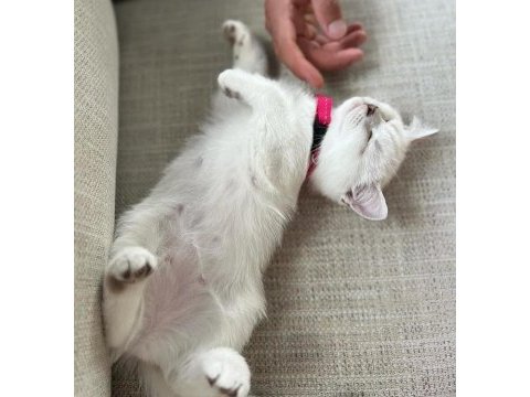 Orjinal safkan britishorthair yavrular