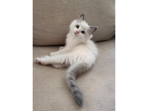 Secereli ragdoll yavruları