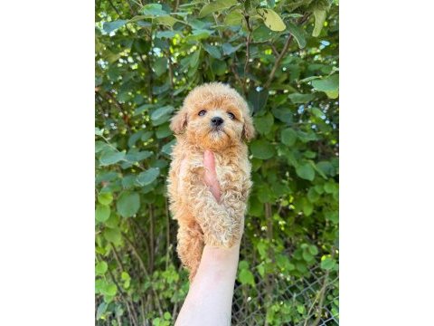 Maltipoo bebekleri