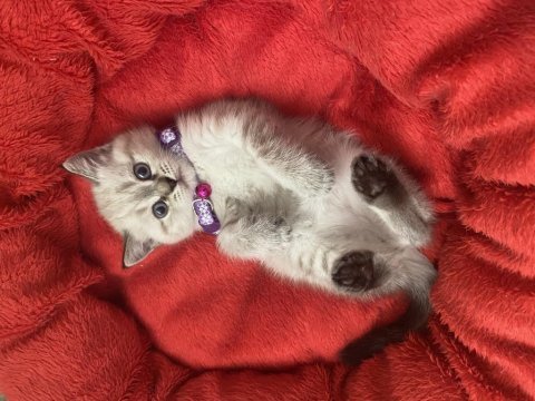 British shorthair dişi