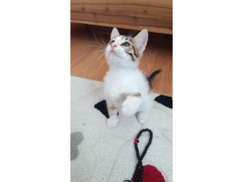 Kedimizi kim sahiplenmek ister