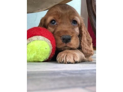 Cocker yavru teslime hazır