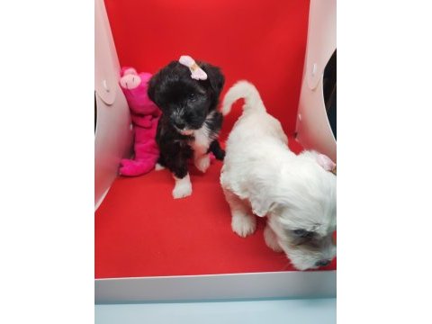 Maltipoo köpeklerimiz