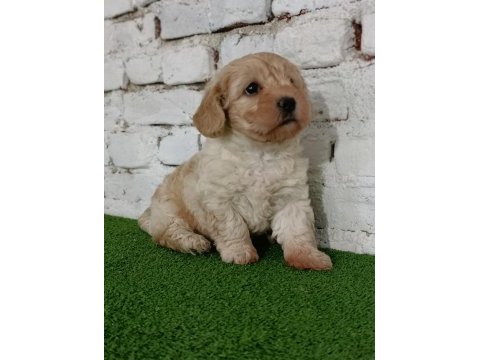 Maltipoo dişi yavrumuz