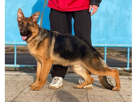 Orjinal showline alman kurdu fci şecereli köpeğimiz