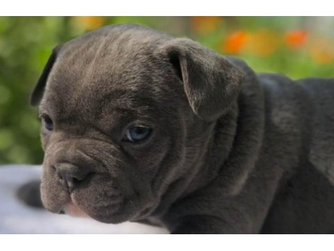 Ankara exotic french bulldog