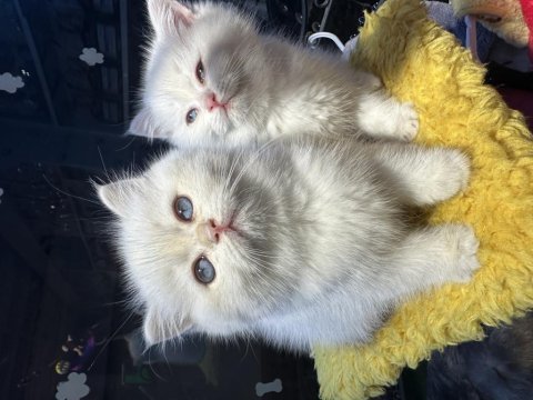 Safkan british shorthair 2 aylık