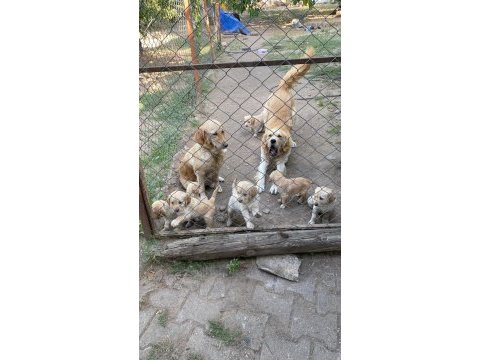Sağlıklı golden retriever yavrular