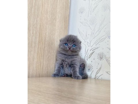 A kalite scottish fold