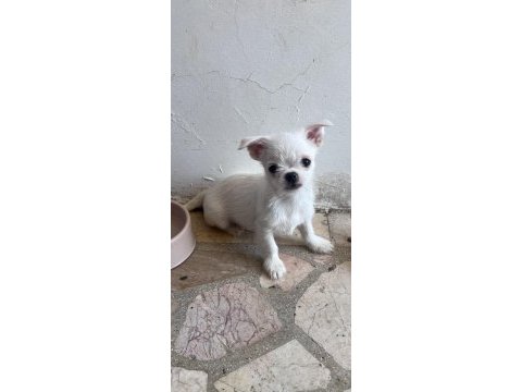 Chihuahua yavrular 4 aylık