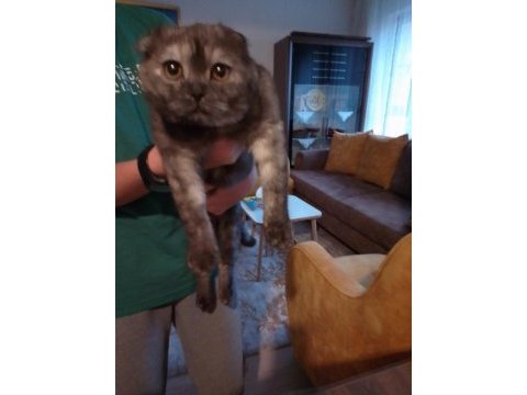5 buçuk aylık dişi scottish fold