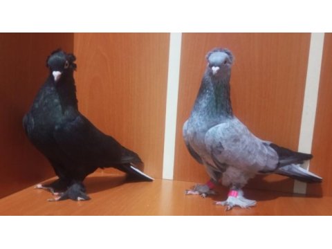 Üst düzey oyun kuşları