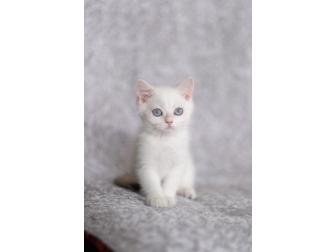 Anne baba full şecereli british shorthair