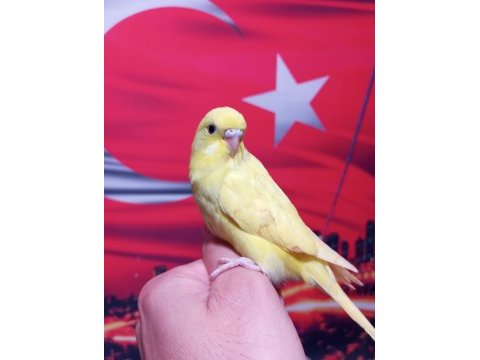 Sağlıklı yavru veya damızlık muhabbet kuşlar