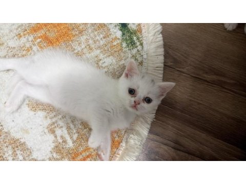 Satılık british shorthair kedisi