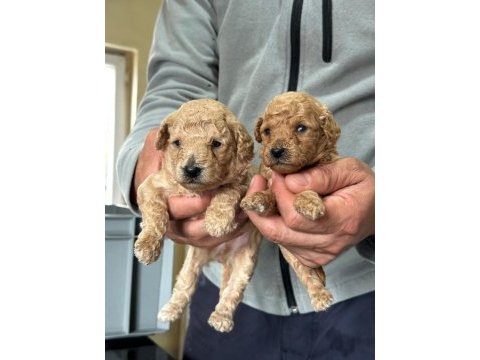 Toy poodle yavrular