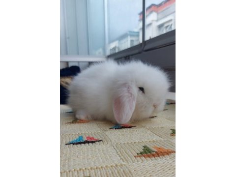 Lop tavşanı