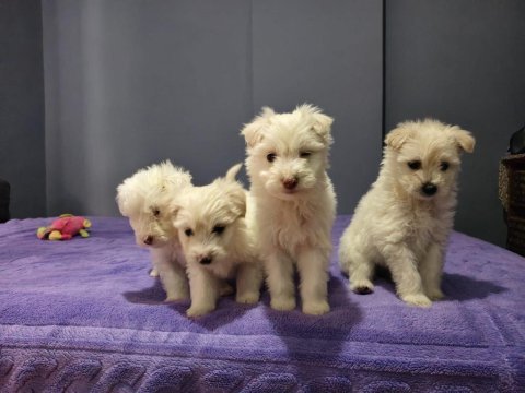 Maltese terrier 55 günlük