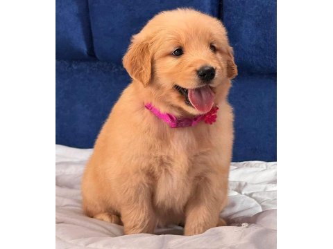 Pamuk şeker golden retriever bebişler