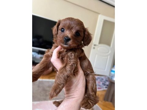 Maltipoo minnaklar