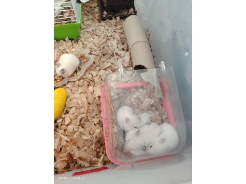 23 günlük roborovski hamsterleri 5 tane ve anne baba