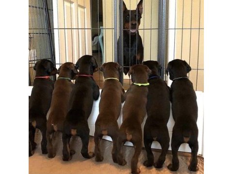 İsteğe özel estetik dobermanlar