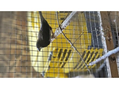Arkadaşı ölen kuşuma yeni arkadaş arıyorum