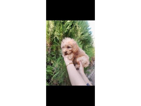 Maltipoo dişi erkek mevcut