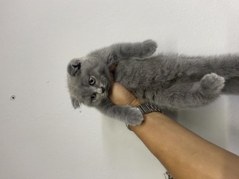 Scottish fold yavruları