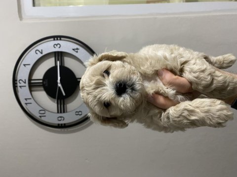 Maltipoo yavrularımız hazırdır