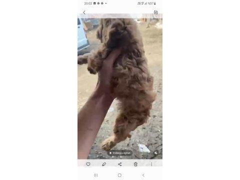 Çok güzel dişi erkek maltipoo yavrular