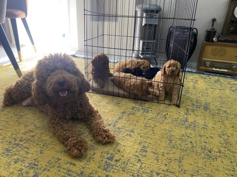 Toy poodle 2 erkek yavru sahiplendirilecek mesaj at