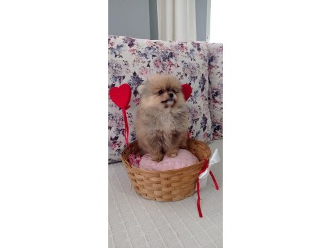 Dünyalar güzeli pomeranian bo dişi yavru