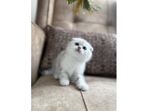 Wcf kayıtlı scottish fold özel yavrumuz