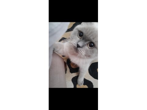 British shorthair tatlı kedimiz
