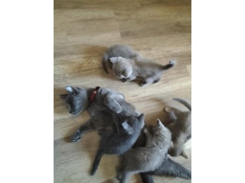 Mavi gözlü british shorthair yavrular sahiplendirilcektir