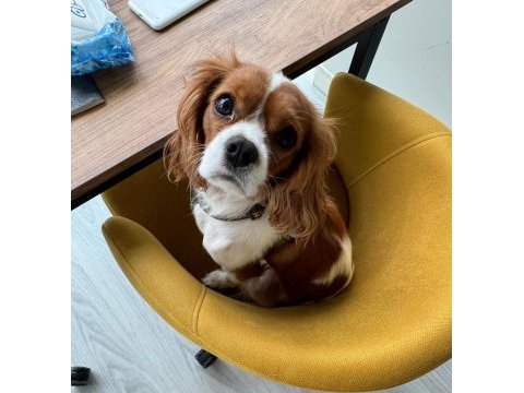 1 yaşında cavalier king charles