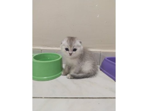 Sahibinden scottish fold