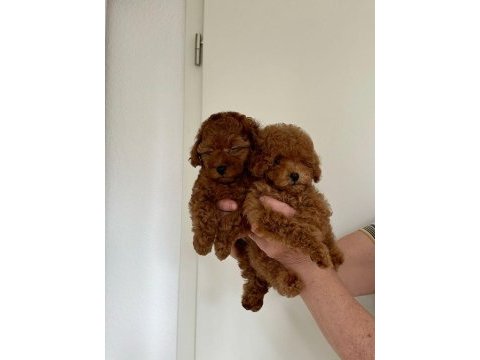 Kg garantili toypoodle yavrular her yere gönderilir