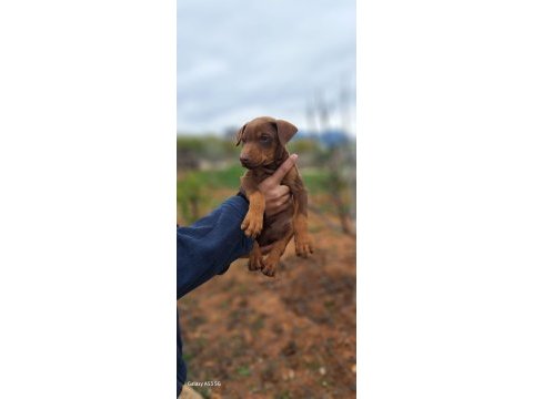 King doberman yavrularimiz